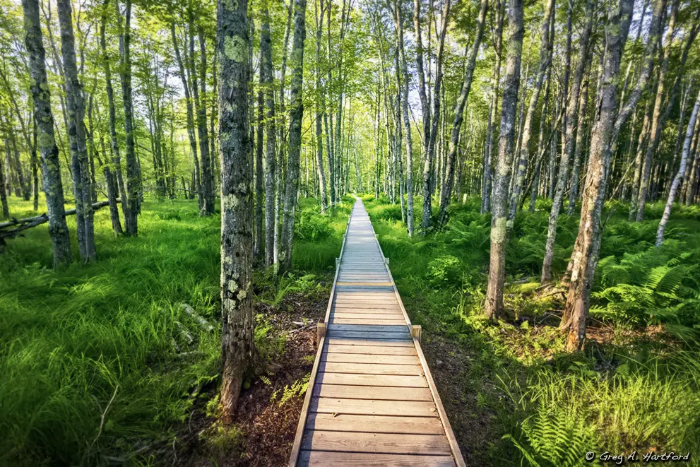 Walking through the forest in Wild gardens of Acadia